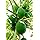 Living Blue Papaya Enzyme, Premium, Unheated, 1/6 Year Fermentation, Calica Papaya 3.2 oz (90 g) x 30 Packets, 52 Types of Complex Bacteria, 11 Calories, No Additives, No Pesticides, Authentic Enzymes