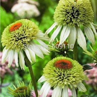 Эхинацея 'Champagne Bubbles' Sementi di Fiori, 100 полуфабрикатов/пакето, Nuova Echinacea 100% Vera Varietà KK082